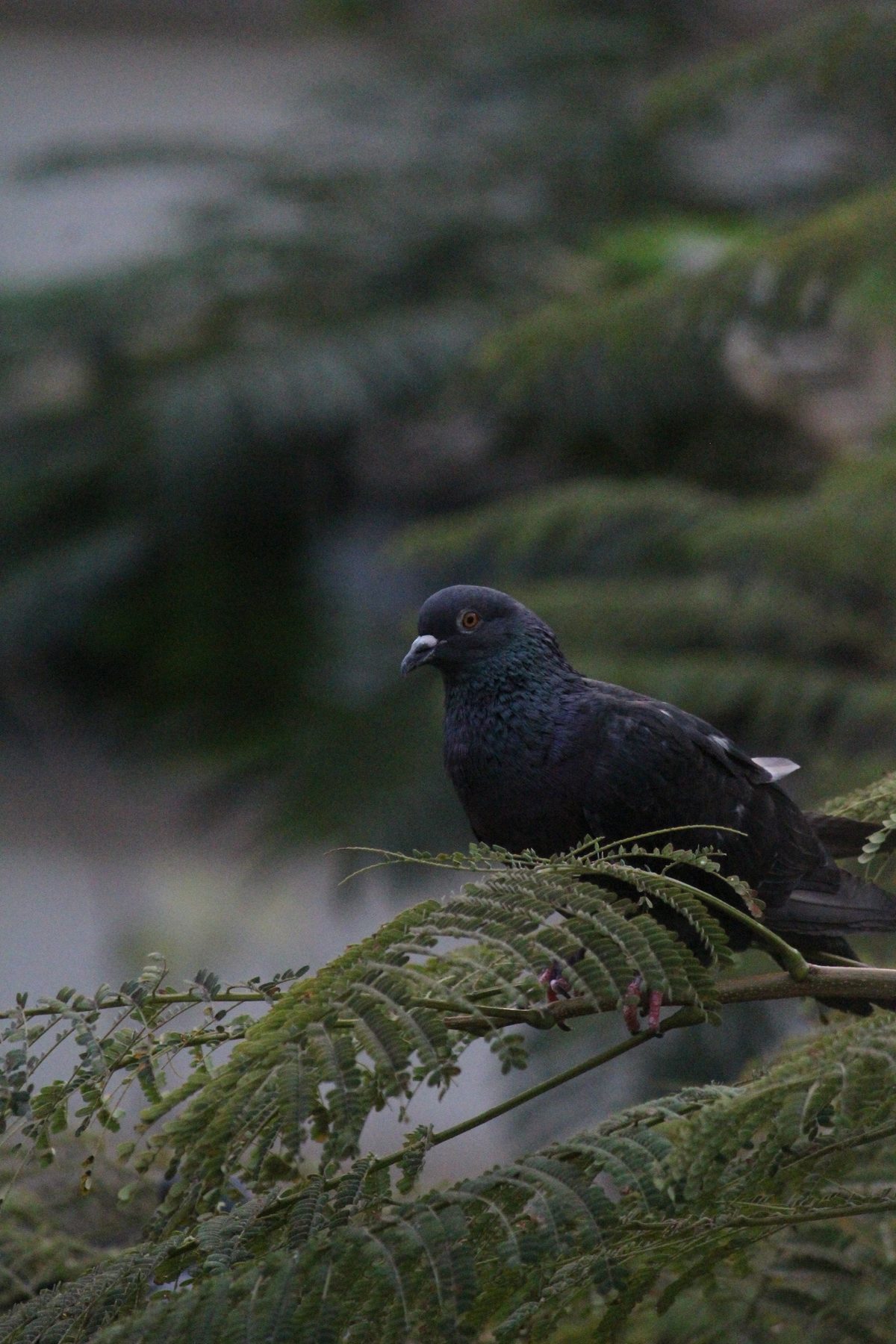 A dark pigeon perched on a tree branch
