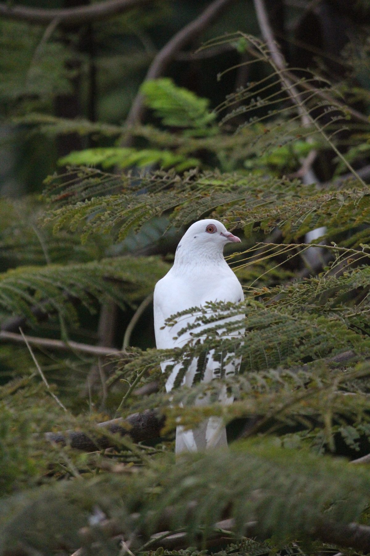 A white pigeon perched among green fern-like leaves